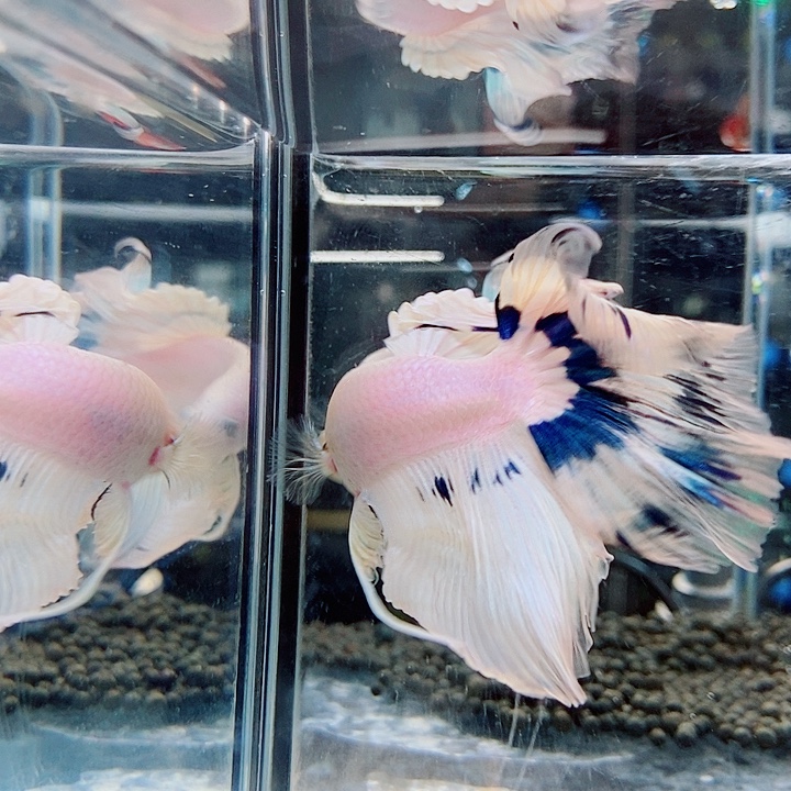 斗鱼黑142号巨斗半月