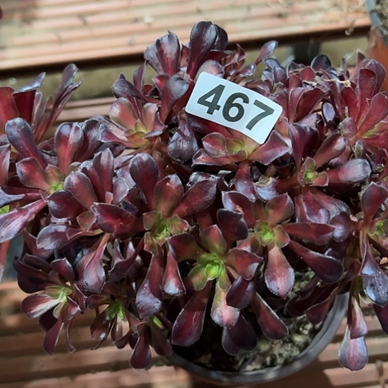 用***9多肉植物一个花那467