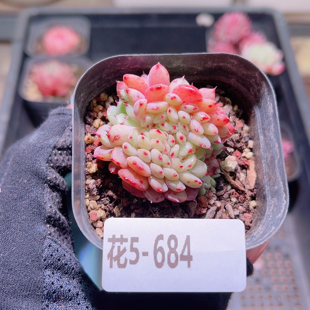 花利美5-684哈尼缀化