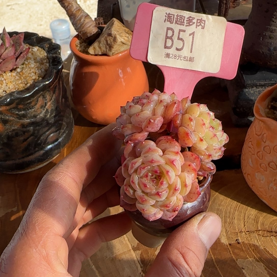 多肉植物肥胖子哈尼老庄