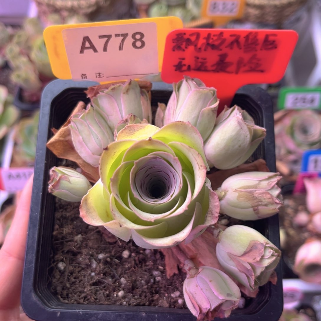 不规则玫瑰群A778 裸根发