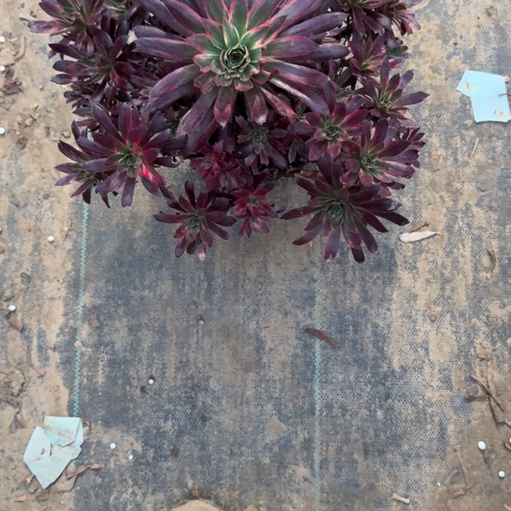 一单包邮不包侧枝4