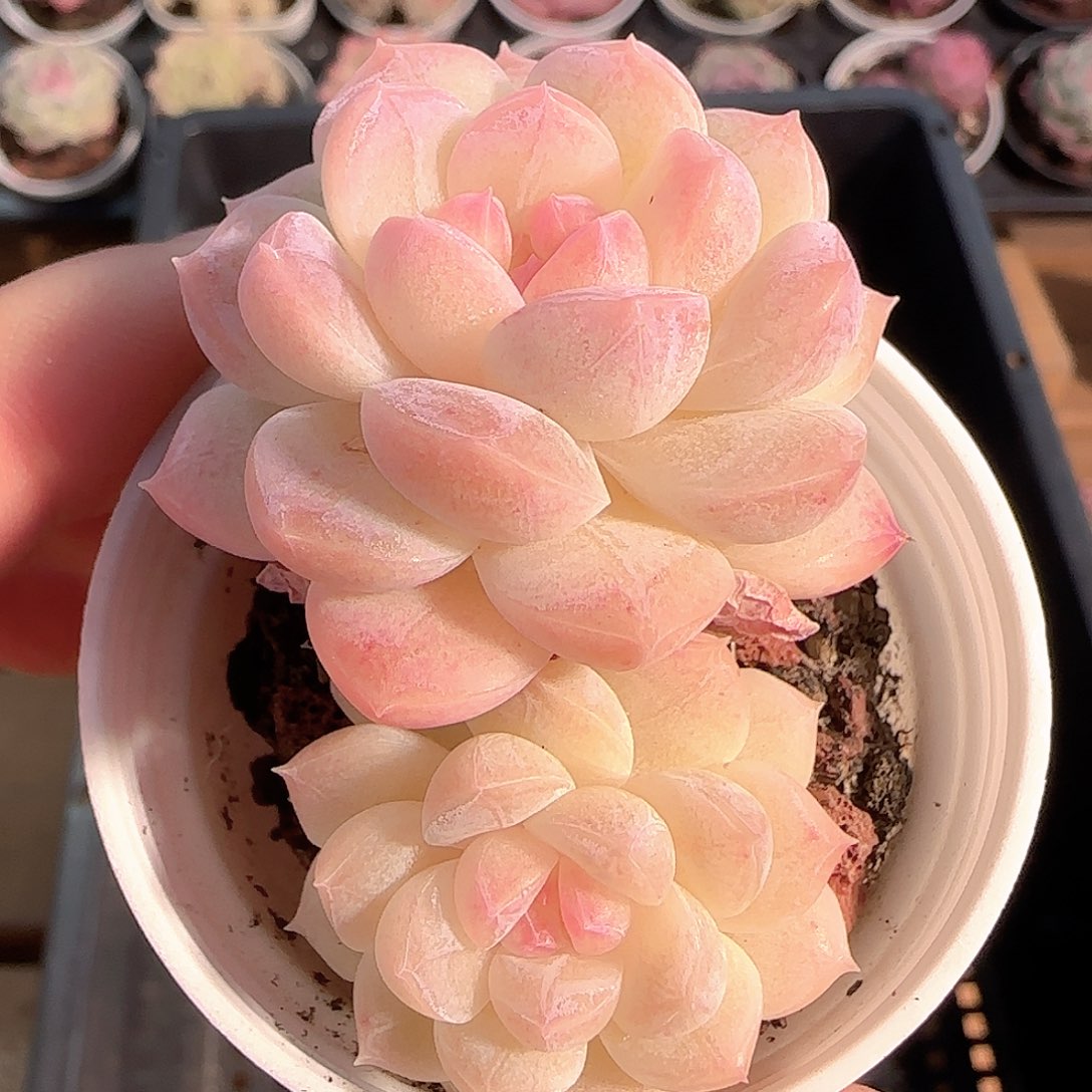 多肉1210-232白桃汽水