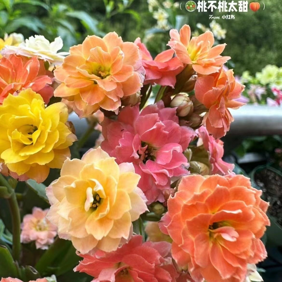 七彩毛绒变色龙重瓣大花90盆长寿花