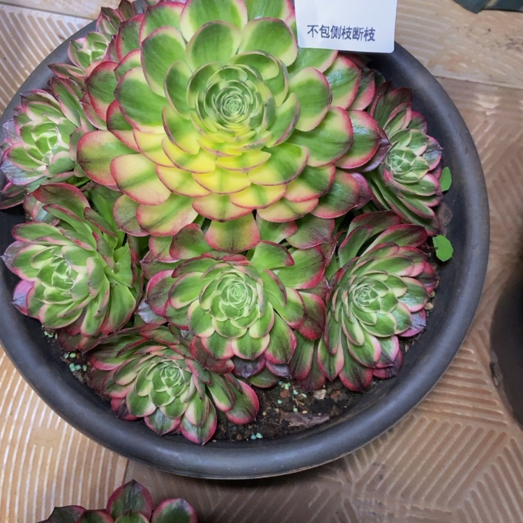 【闪购商品】智****柜3859海王多肉