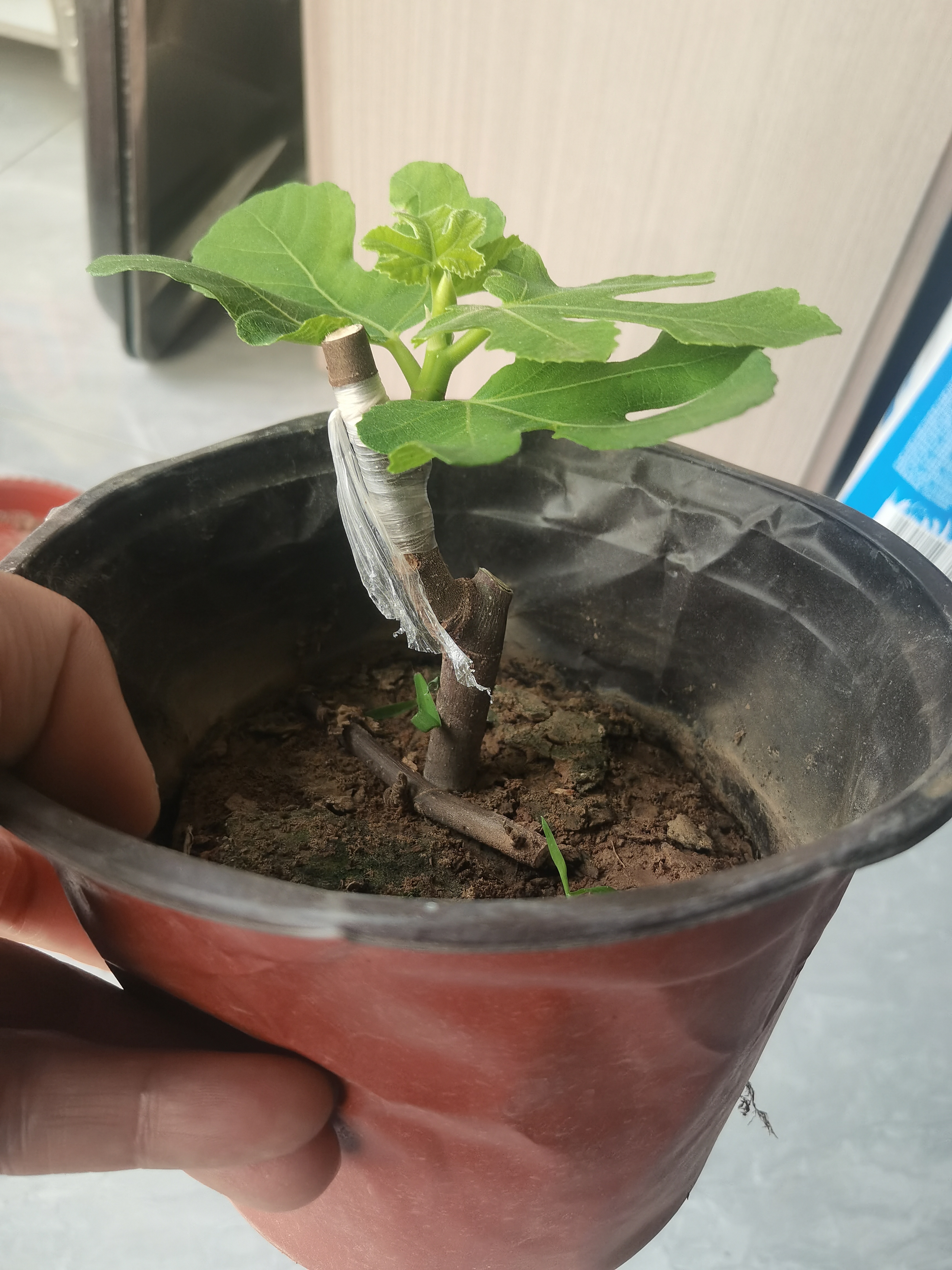 巨无霸无花果嫁接盆苗