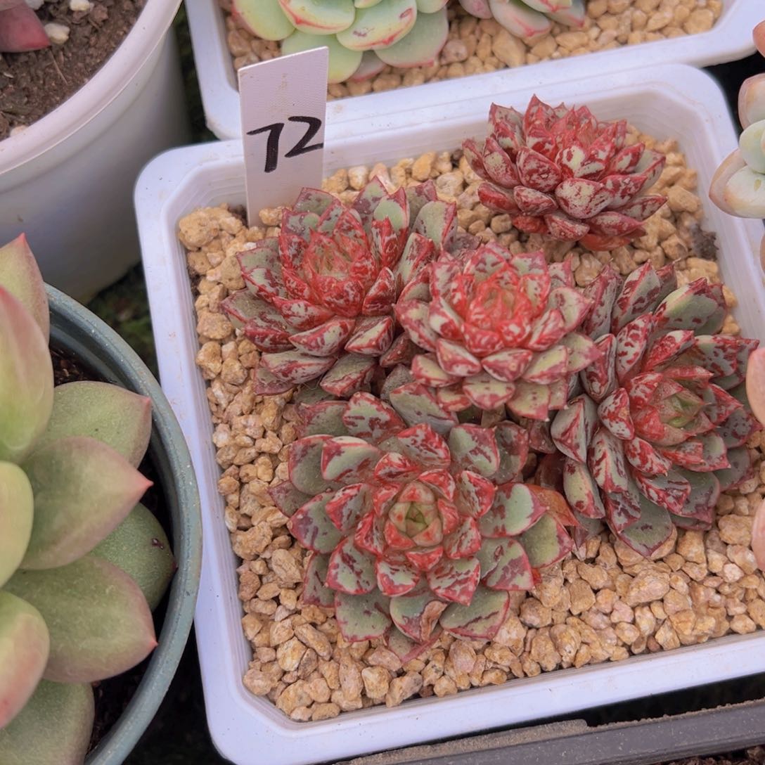 香玉的故事是一个人的故事吗