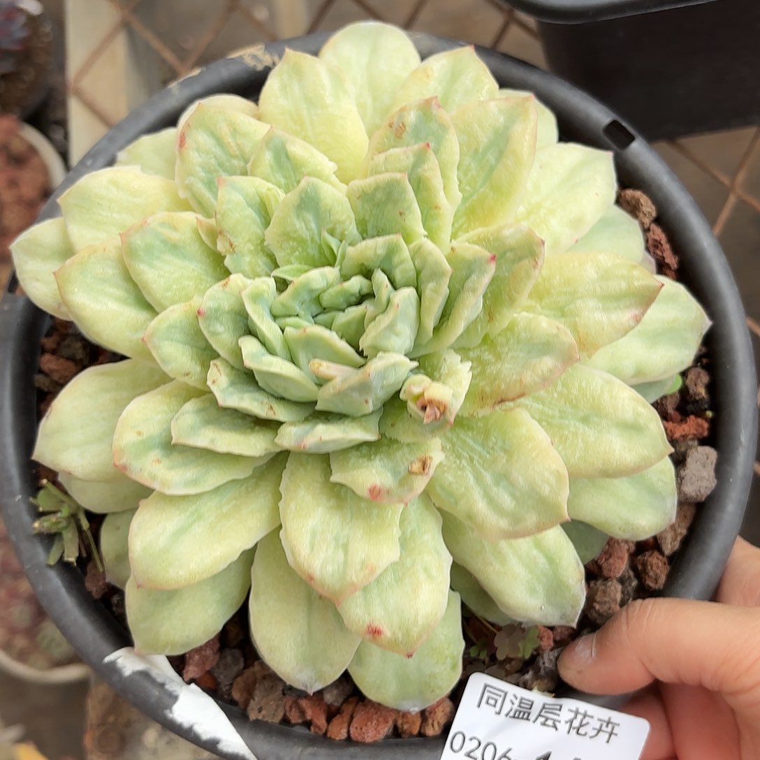 同温层多肉泡泡纱166