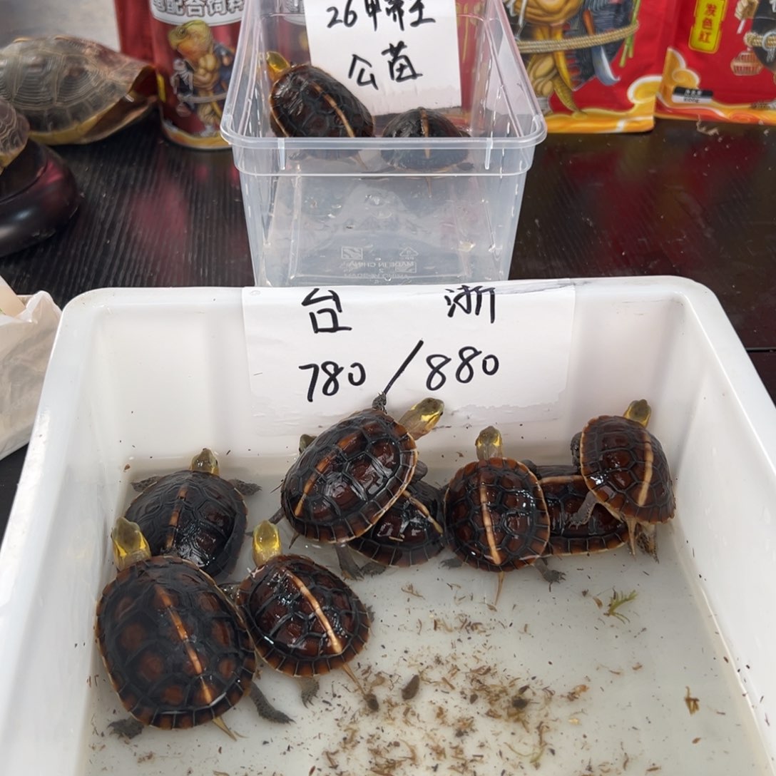 母蛋****灰26甲帝王头