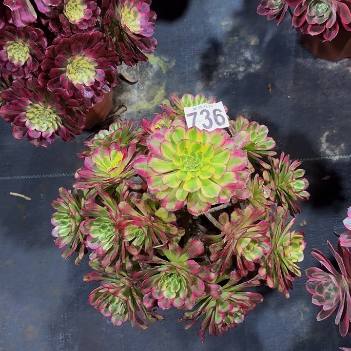 00000000000000736舞天姬