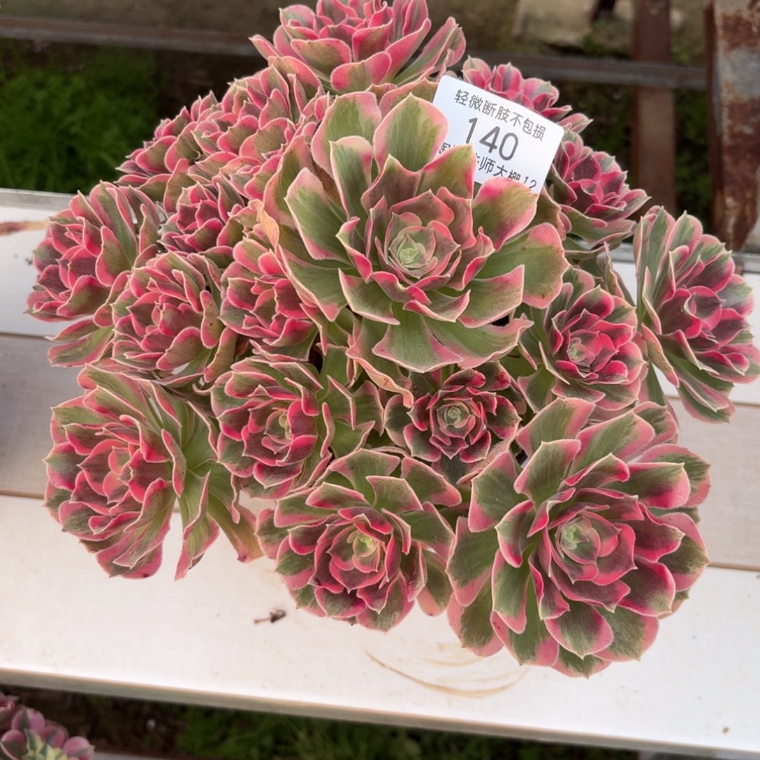 140粉女郎多肉植物法师