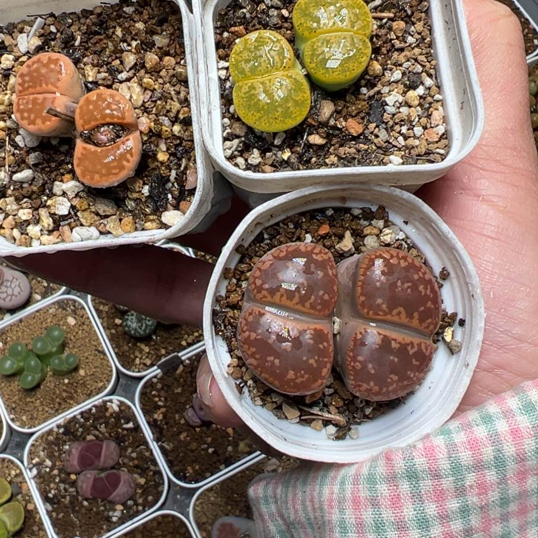 一组母本组合带盆多肉