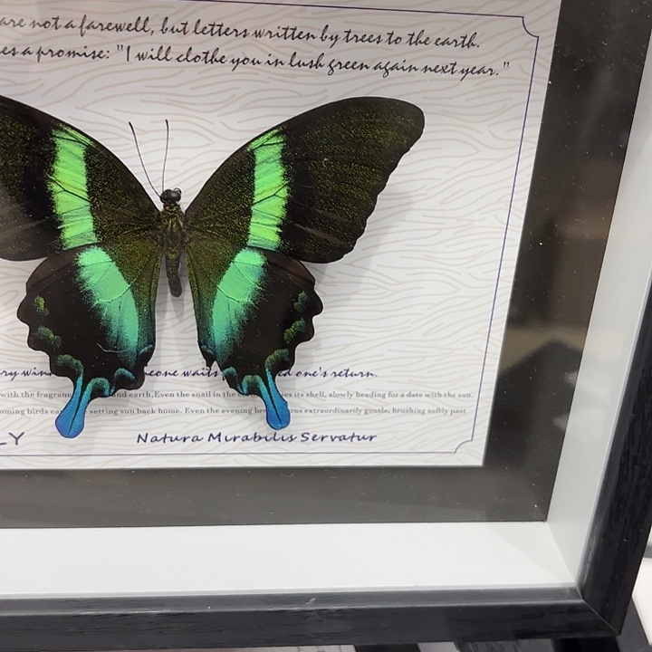 十寸新背景爱神凤蝶