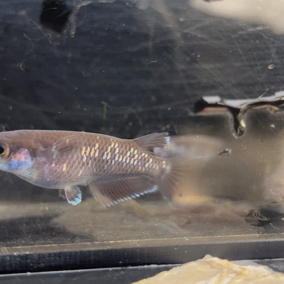 青鳉鱼206耀变天目五尾