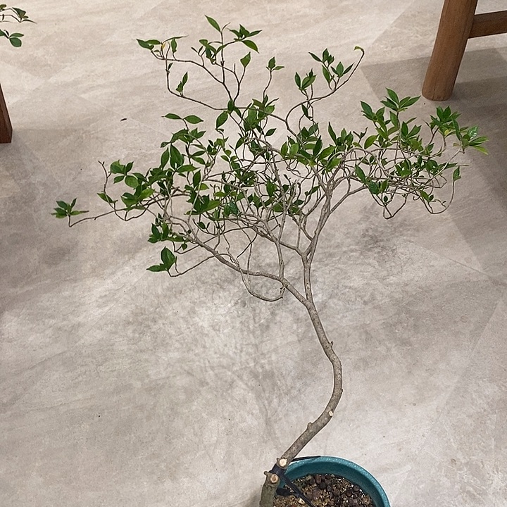 嘿***畏完全开放海岛栀子花