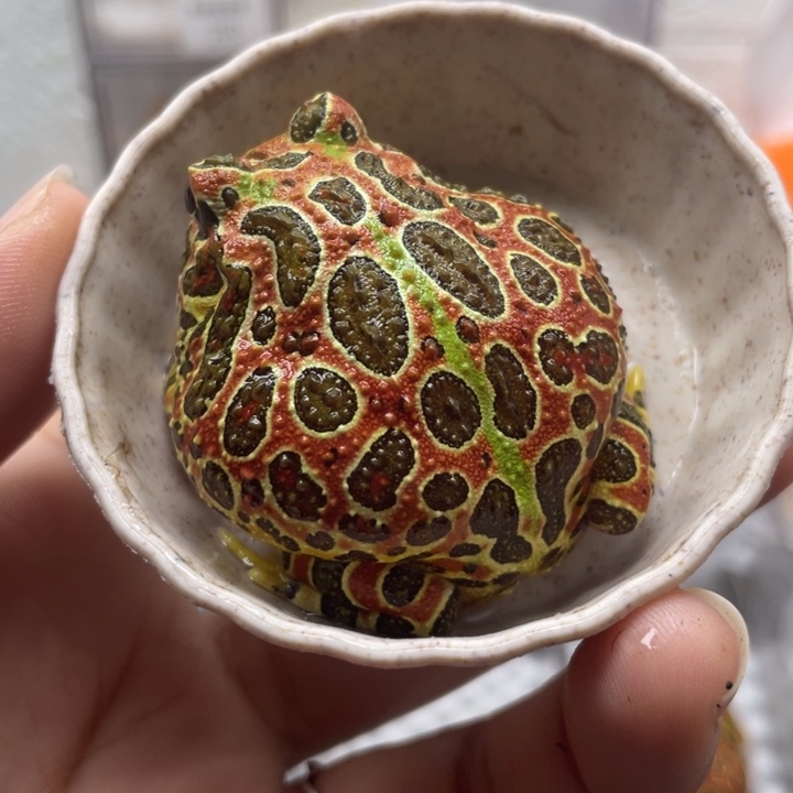 角蛙微微瑕钟角蛙台钟299