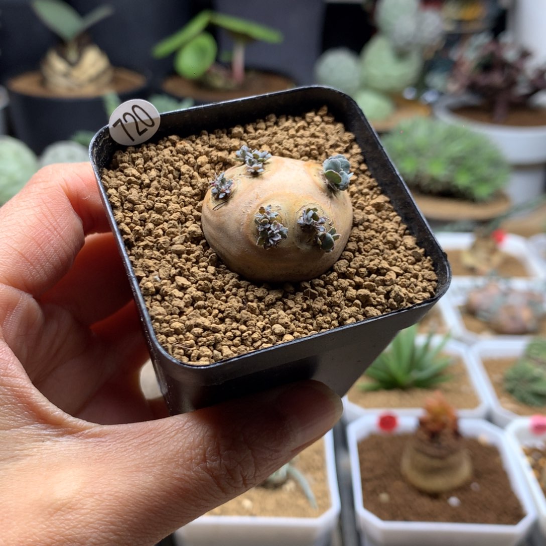 产地格加厚敦菊母本多肉
