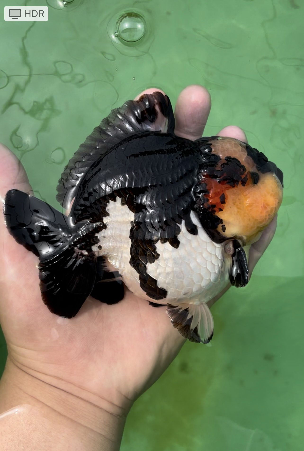 兰寿泰狮玛丽金鱼 直播间为准