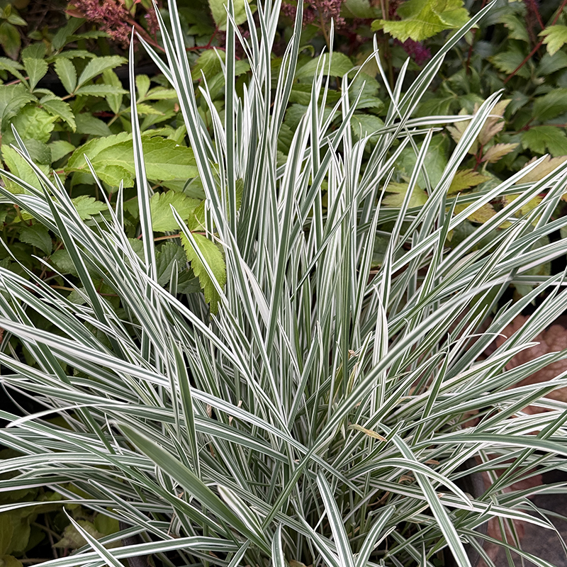 罗曼的花园银边燕麦草盆栽苗银边草花叶燕麦草配色低维护耐寒花园