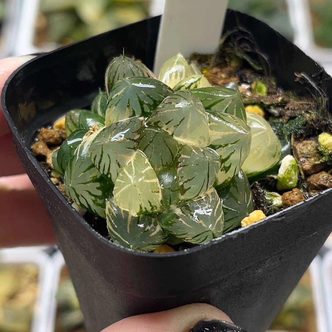 55群生玉露锦福利专场