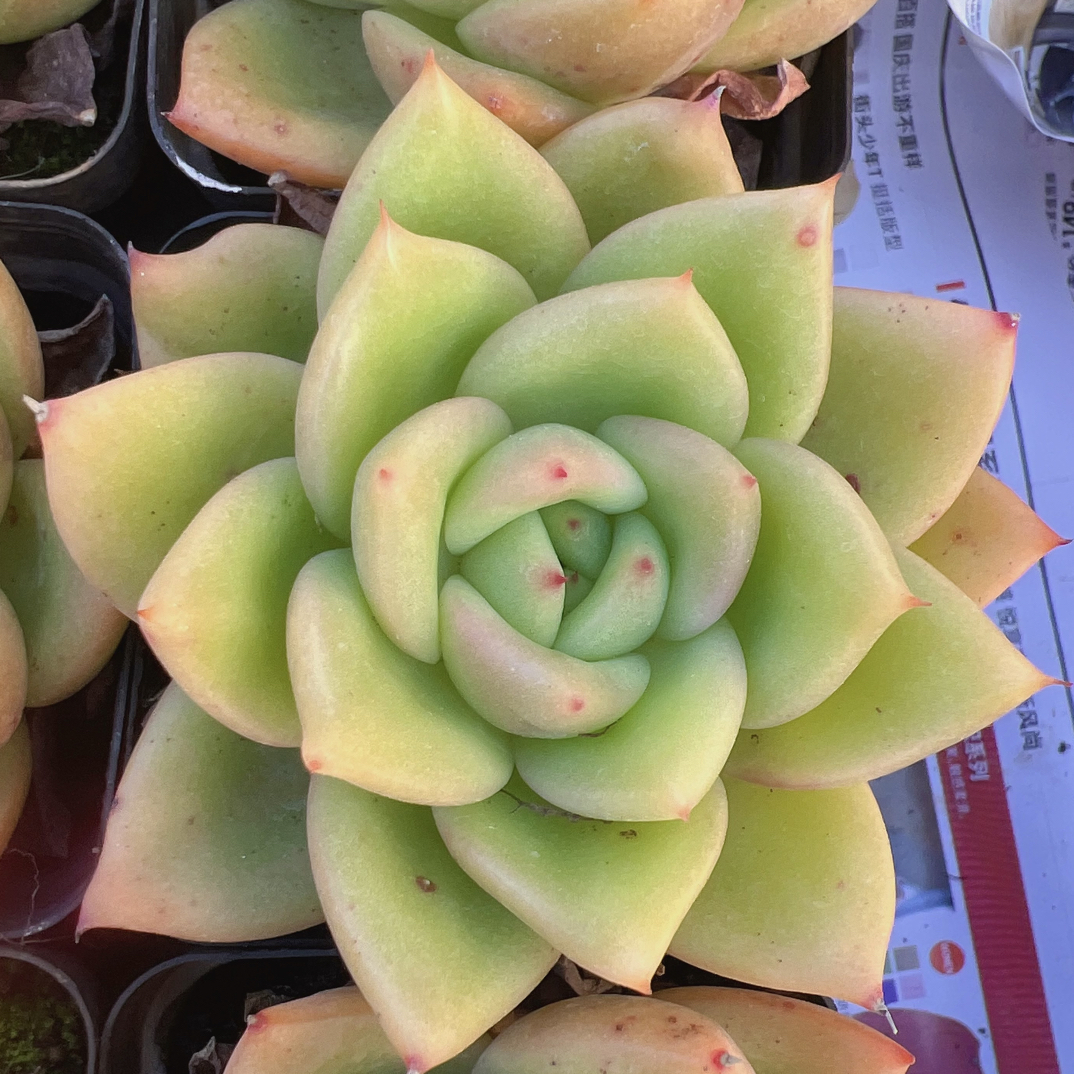 70#单头灵狗的星星多肉-脱土发货