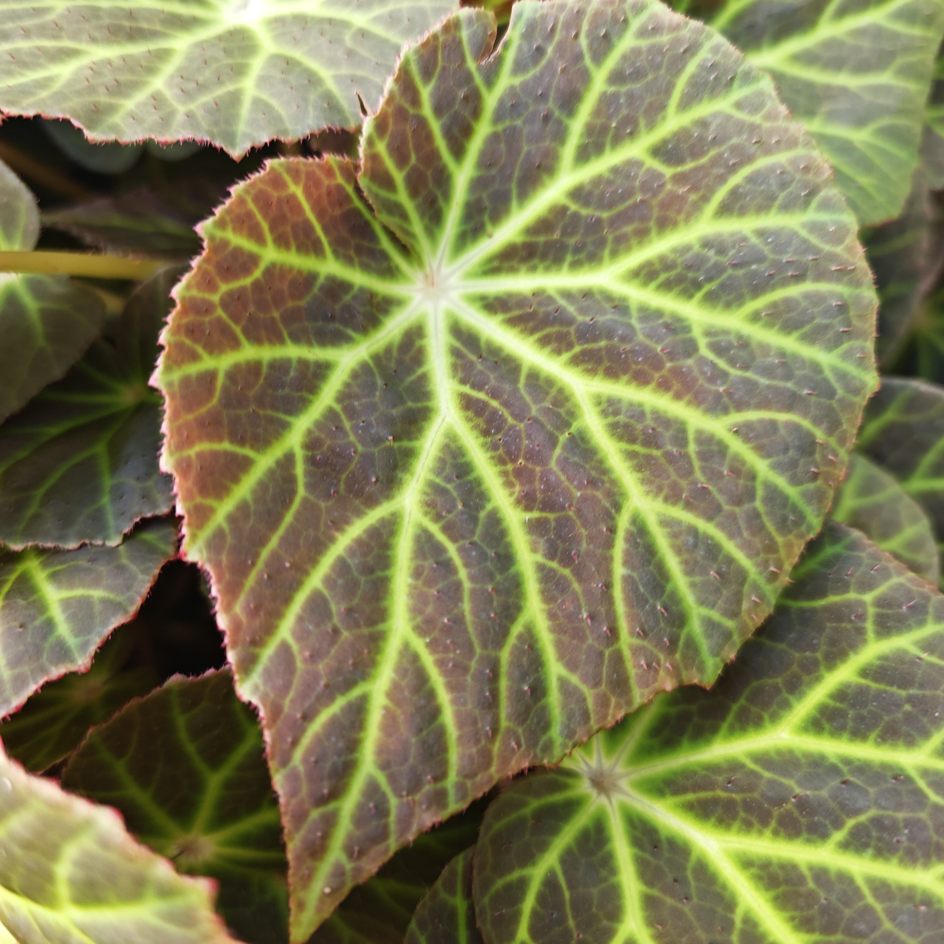 绿洲秋海棠，室内观叶植物秋海棠盆栽好养