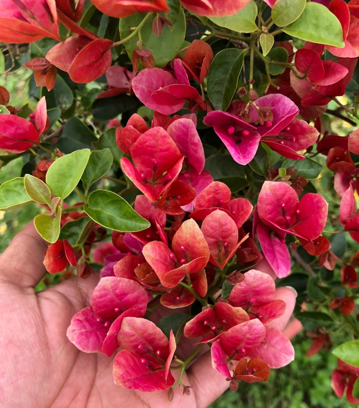 「甜西瓜」袋苗 三角梅包对版