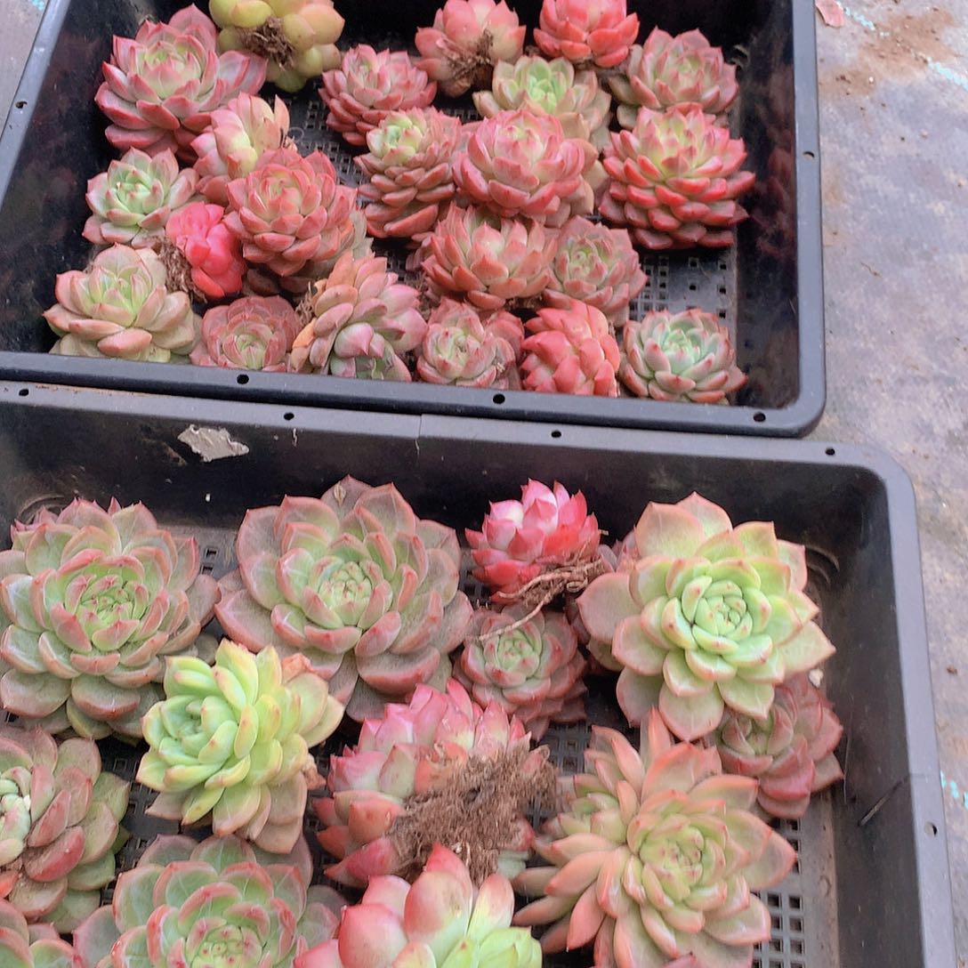 两颗红鸾345688999900000