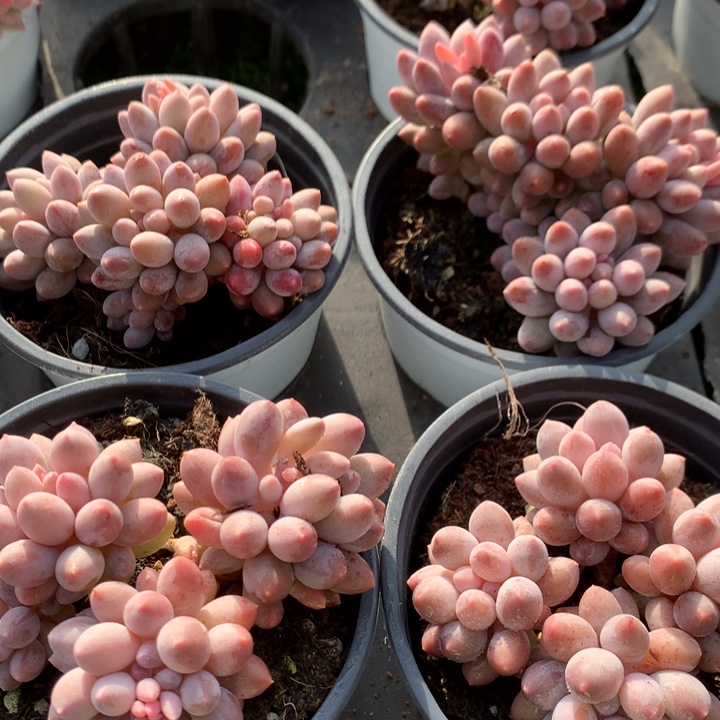 婴儿手指        多肉