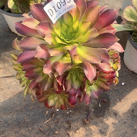 1099韶华多肉叶片有瑕疵