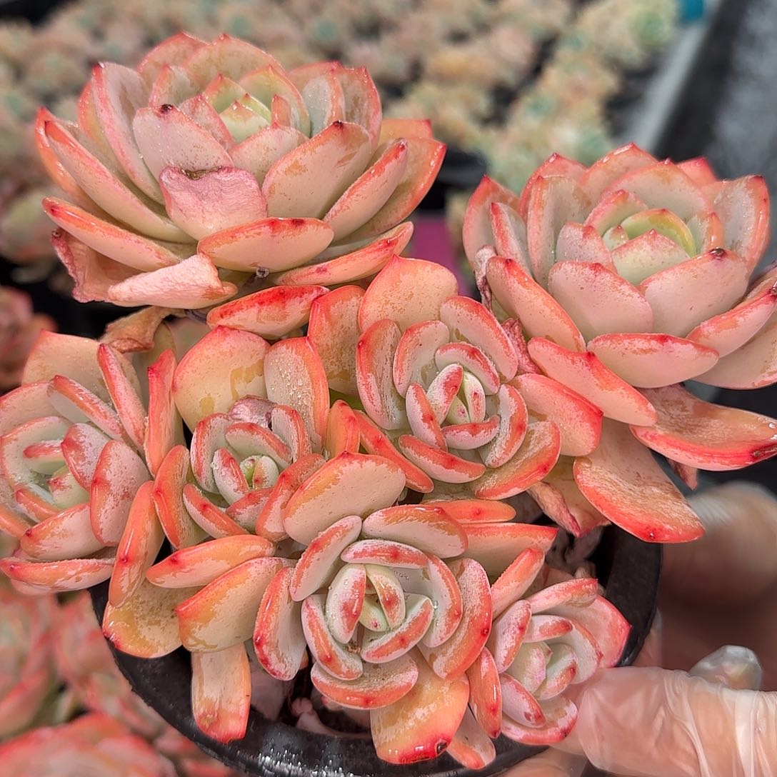 从前慢花园精选白月光