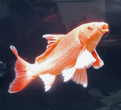 精品蝴蝶鲤红白苗