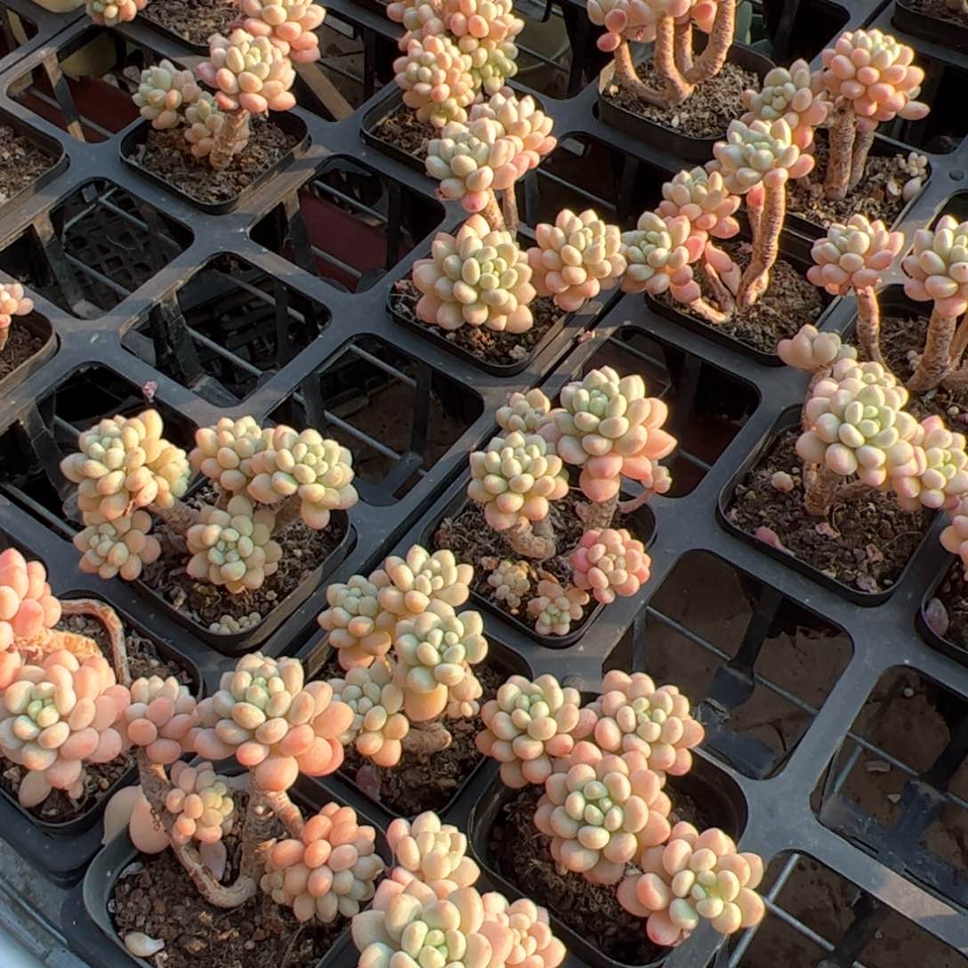 达芙妮 满30包邮发货