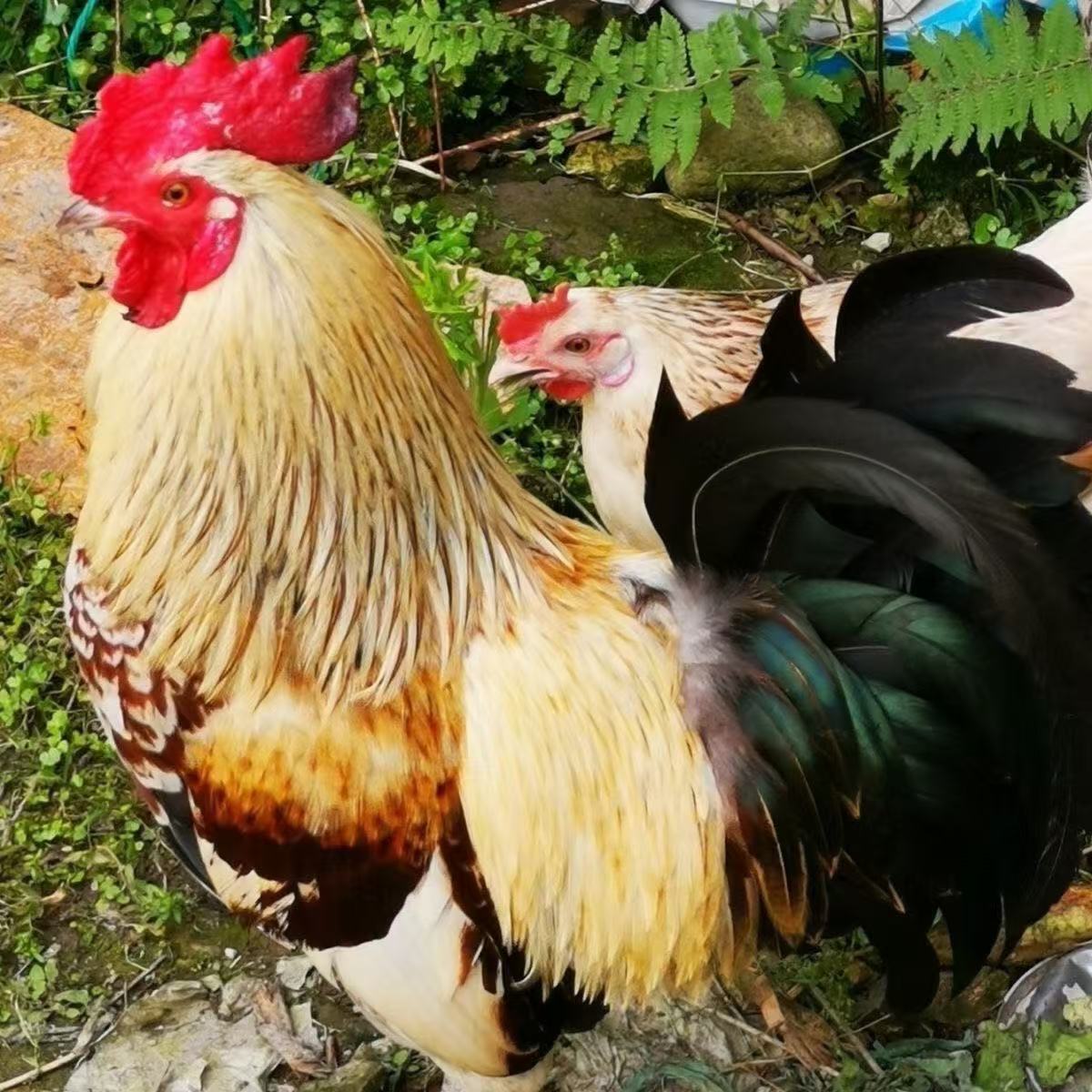 半斤鹊山正宗观赏鸡婆罗门宠物鸡