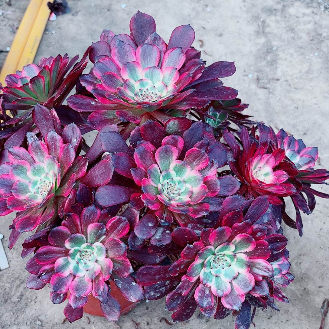 精品老桩红金刚一颗18