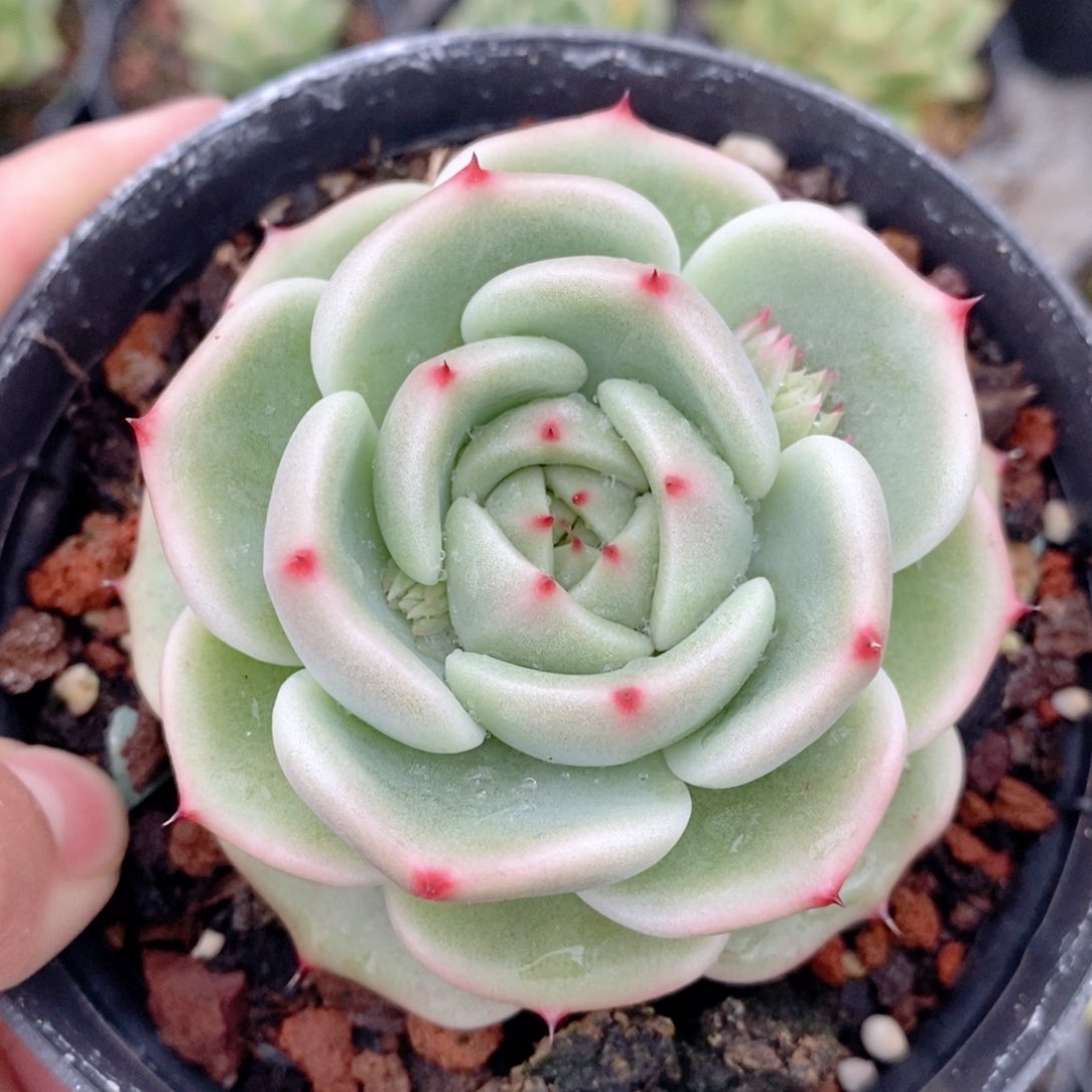 新品白底短肥圆2736 号