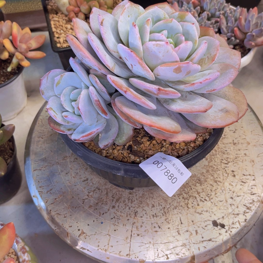 多肉一物一拍7880