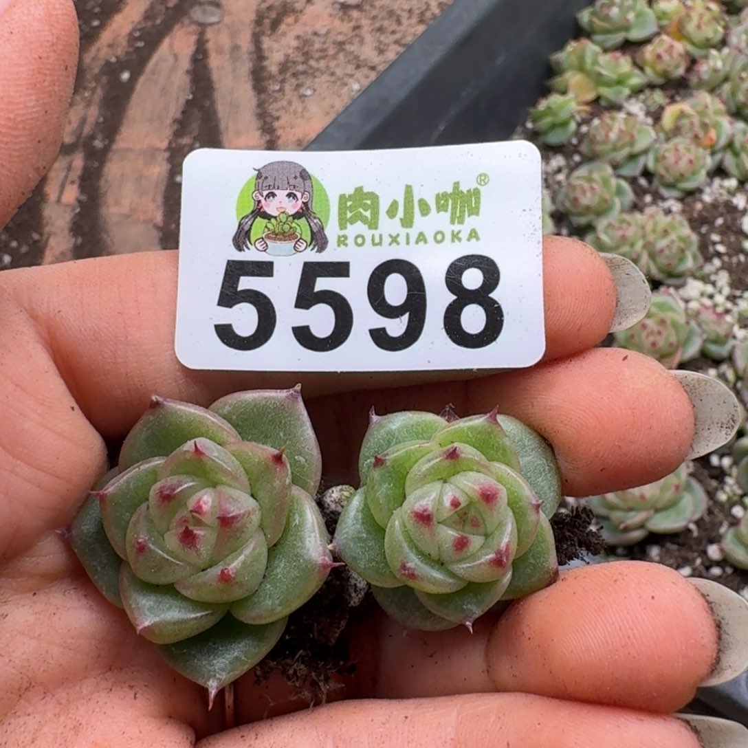 多肉植物多肉植物