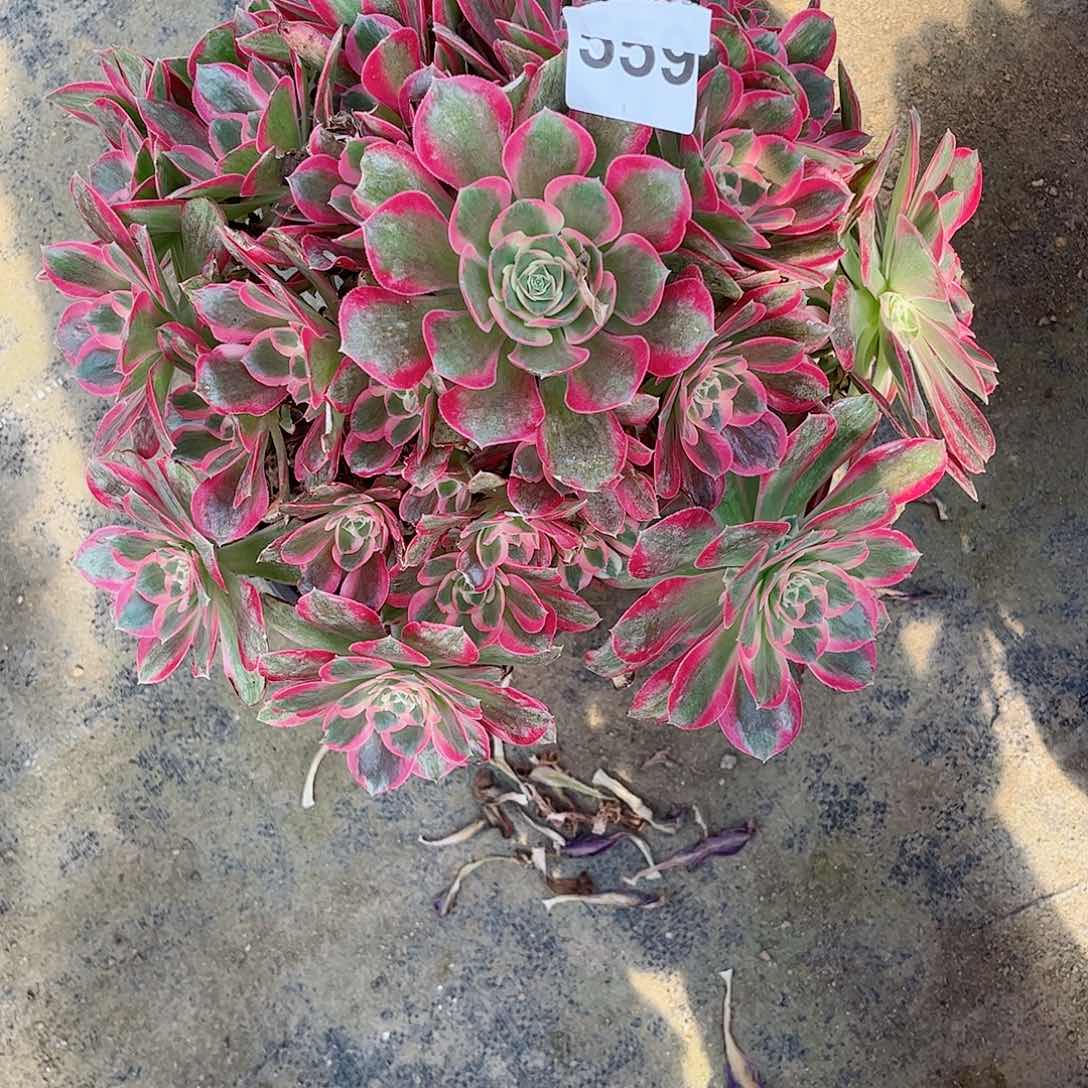 多肉植物559多肉