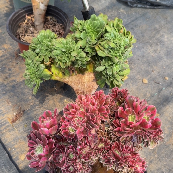 两颗特价法师388