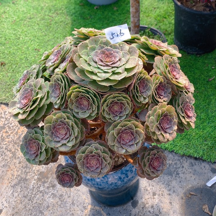 516万圣节变异精品法师多肉