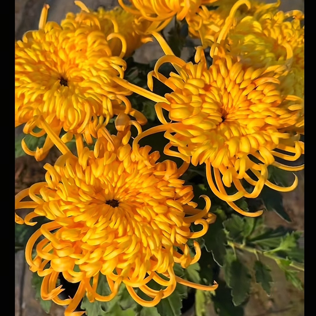 独本【盘龙金卓】大花品种盆栽地栽庭院阳台种植花卉