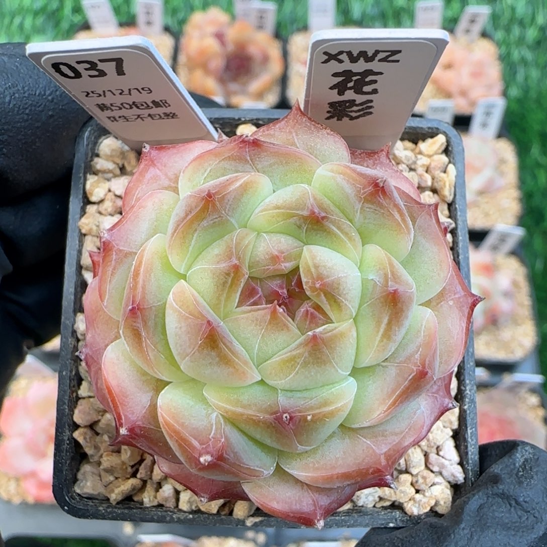 037  花彩  5厘米盆