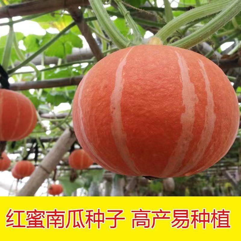 【全场满5包包邮】巨型红蜜板栗南瓜种籽红栗南瓜种子春秋季香甜