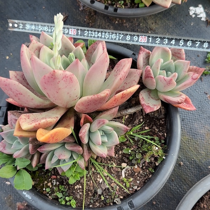 粉黛855 多肉植物一物一拍