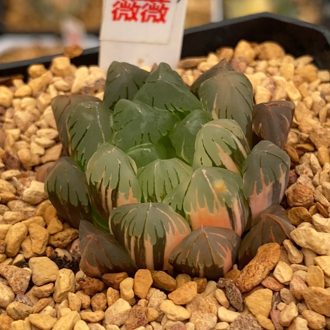 399广濑玉露多肉植物