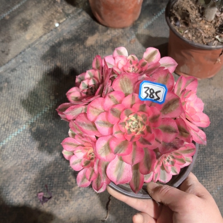 倾城法师多肉385