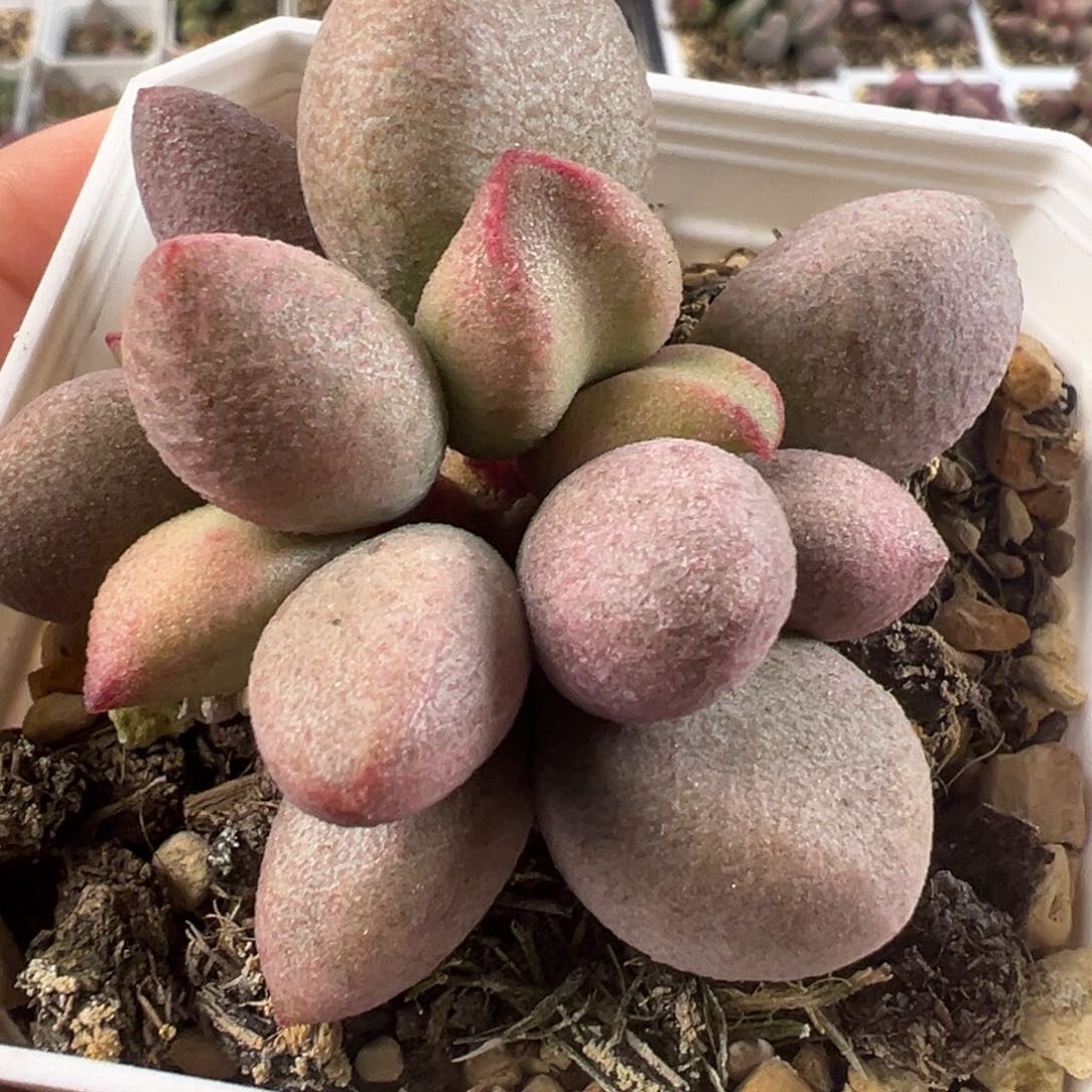 实生新品粉色桃子型多肉植物水泡