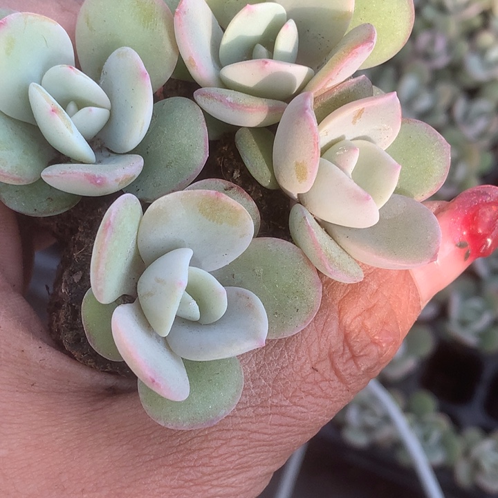 奶茶5颗。白月影子3颗。包邮