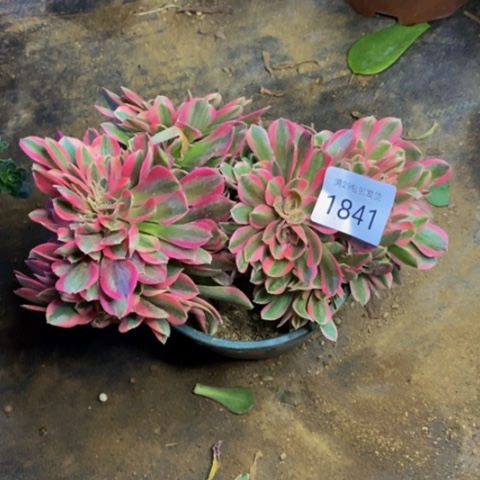 粉女巫多肉植物1841